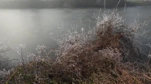 Zmrazená Řeka Časném Zimním Ránu Mrazem Okolních Rostlinách — Stock video