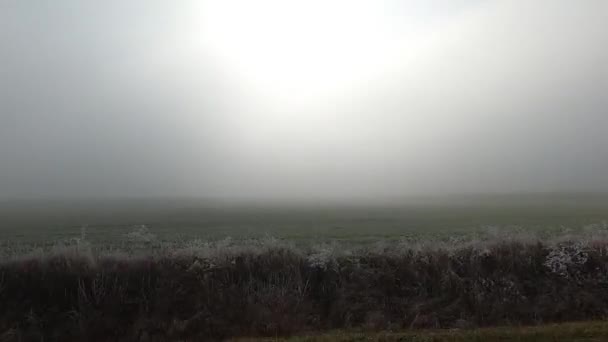 Guidare Autostrada Nella Nebbia Con Sole Gelo Sulle Piante Sugli — Video Stock