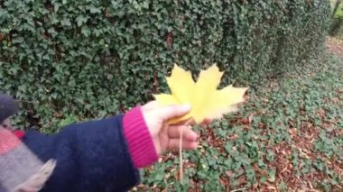 Mavi ceketli bir kız, sonbahar boyunca parkta sarı bir akçaağaç yaprağına bakar ve ona dokunur. 