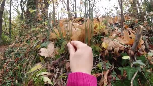 Fille Cueille Touche Forêt Sauvage Ciboulette Allium Schoenoprasum Dans Forêt — Video