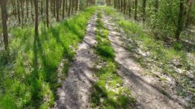 Çamur ve çakıllı bir yolda yürümek ilkbahar ormanlarında yeşilliklerle çevrilidir. 