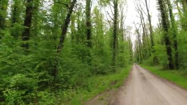 Passeio Por Uma Estrada Terra Cascalho Que Atravessa Uma Floresta — Vídeo de Stock