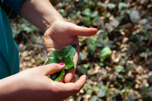 The girl holds ivy leaves in her hand in nature during the early spring of Hedera helix