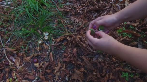 Het Meisje Verzamelt Kastanjes Het Park Tijdens Herfst Voor Decoratie — Stockvideo