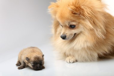 Anne spitz kukla ile