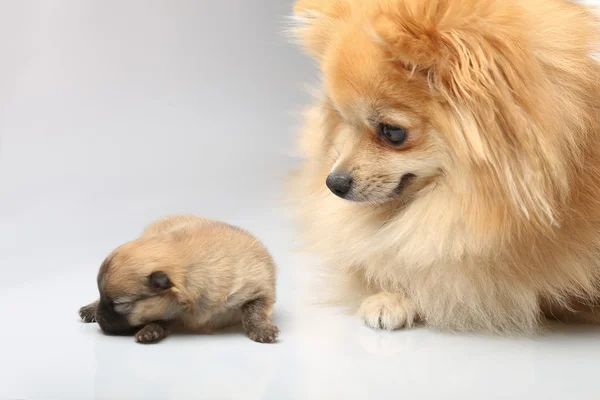 Mamá spitz con cachorros — Foto de Stock