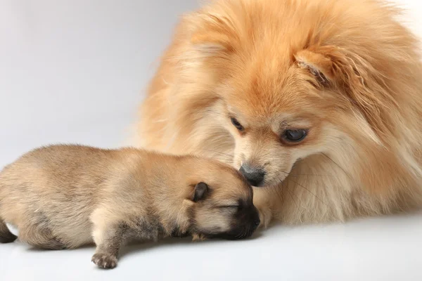 Anne spitz kukla ile