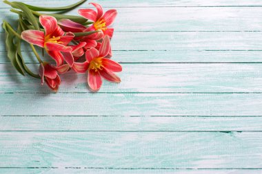 kırmızı lale çiçek