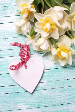 Beyaz ve Sarı nergisler