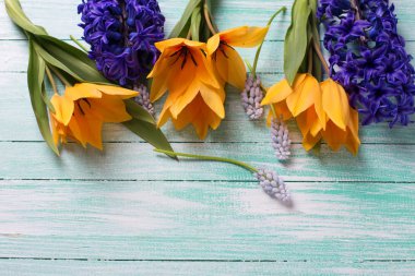 Sarı Lale ve sümbül mavi