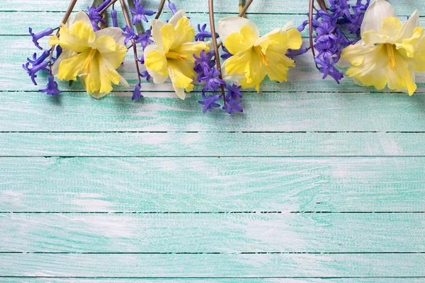 明るい黄色と青の春の花 — ストック写真