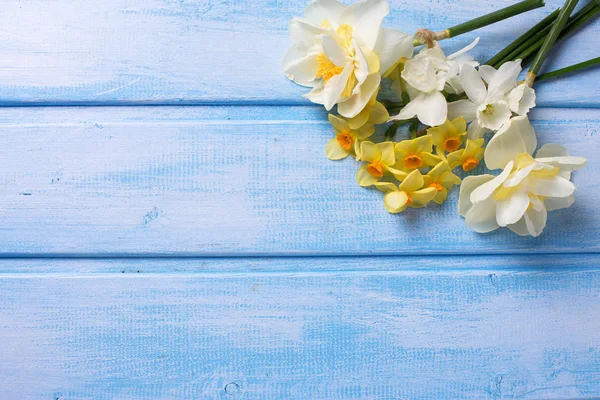 Narciso bianco e giallo — Foto Stock