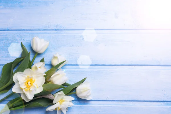 Narcisser och tulpaner blommor — Stockfoto