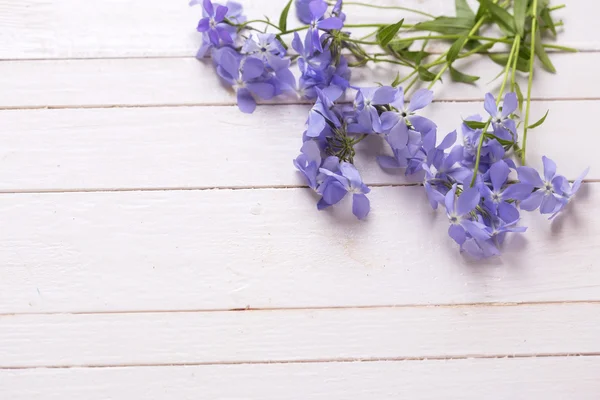 Verse inschrijving blauwe bloemen — Stockfoto