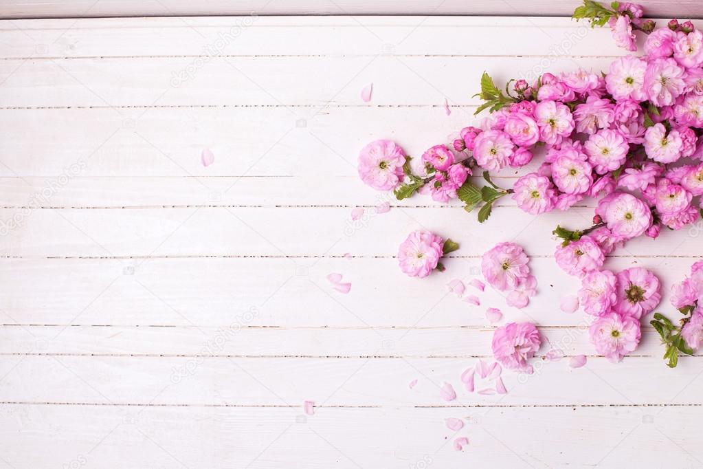 Background with bright pink   flowers
