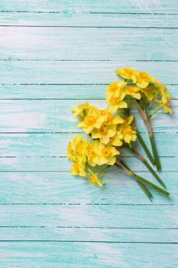 Bahar sarı nergis çiçekleri