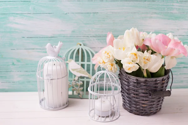 Bílé a růžové tulipány a Narcis — Stock fotografie