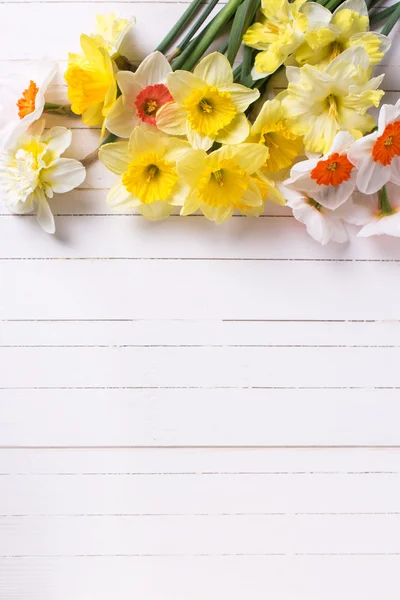 ฤดูใบไม้ผลิสีเหลือง narcissus ดอกไม้ — ภาพถ่ายสต็อก