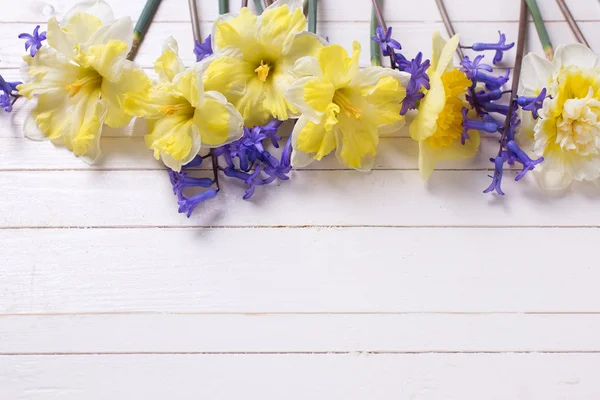 Fiori primaverili giallo brillante e blu — Foto Stock