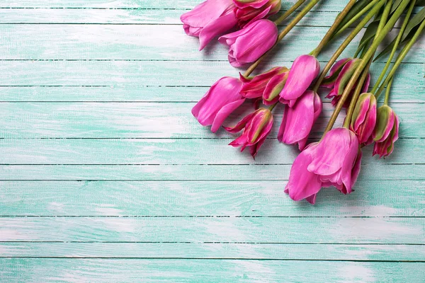 Våren rosa tulpaner — Stockfoto