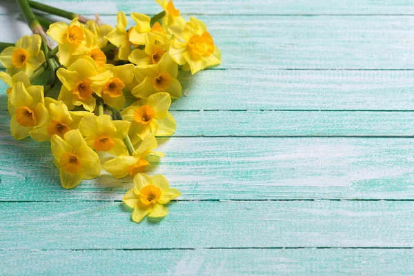 Primavera amarelo flores Narciso — Fotografia de Stock