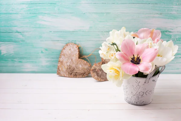 Vitt och rosa tulpaner och narcisser — Stockfoto