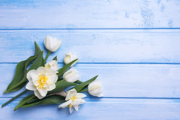 Narzissen und Tulpen blühen — Stockfoto