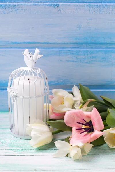 Narcisos y tulipanes flores —  Fotos de Stock