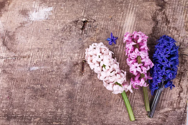 Pozadí s čerstvým růžové hyacinty — Stock fotografie