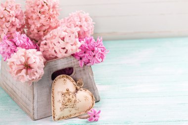kutusunda taze pembe sümbül 