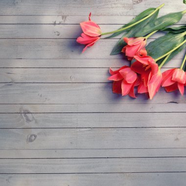 Taze aromatik mercan laleler