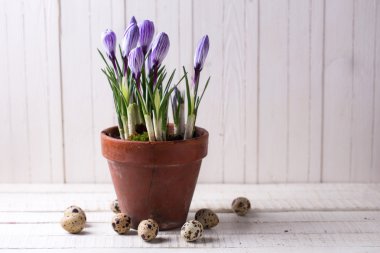Taze bahar çiçekleri çiğdemler tencerede 