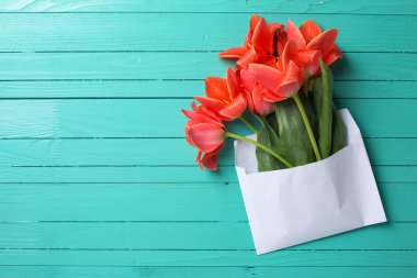 Beyaz zarf içinde taze mercan laleler 