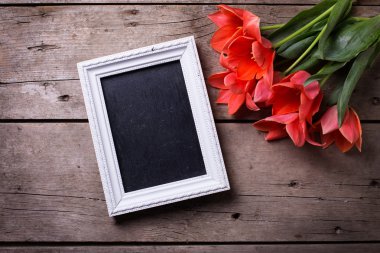 Taze mercan laleve boş tahta 