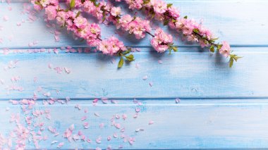 Elegant  pink flowers 