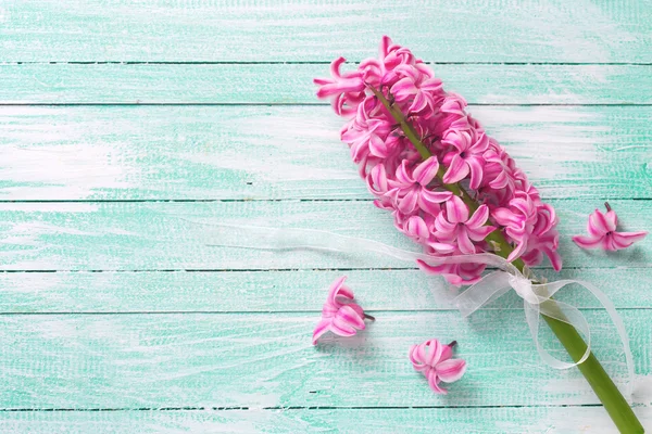 Fiori di giacinto rosa — Foto Stock