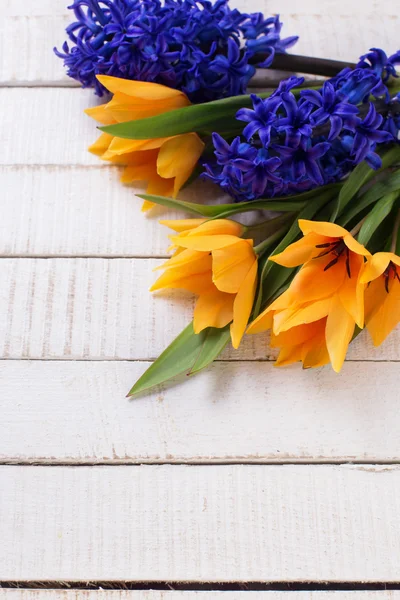 Aromatic yellow tulips and blue hyacinths — Stock Photo, Image