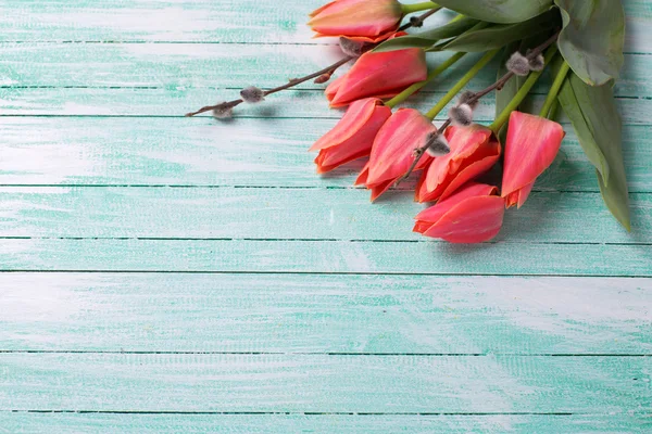 Fresh coral tulips — Stok fotoğraf