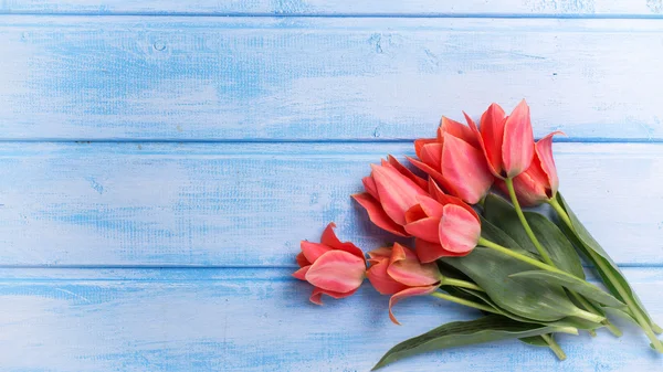 Fresh coral tulips — Stok fotoğraf