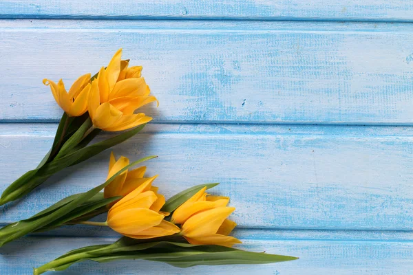 Färsk våren gula tulpaner — Stockfoto