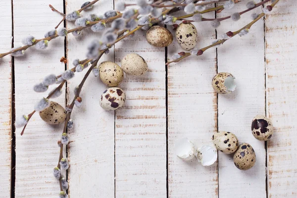Quail eggs and willow branches — Stock Photo, Image
