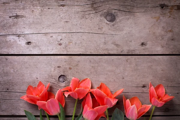 Koralowe tulipany na zabytkowe drewniane tło — Zdjęcie stockowe