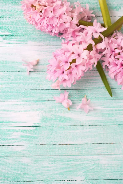 Fresh pink hyacinths flowers — Stock Photo, Image