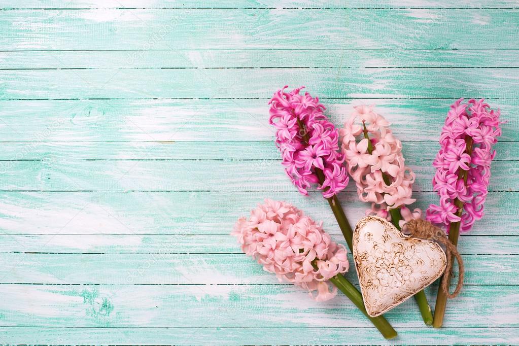Fresh pink hyacinths and decorative heart  