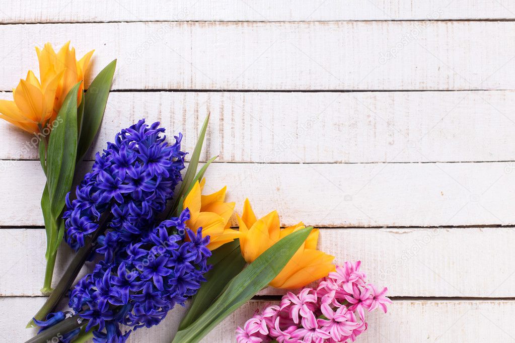Fresh spring tulips and hyacinths  