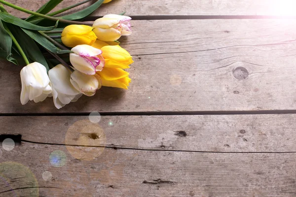 Żółte i białe tulipany wiosna — Zdjęcie stockowe