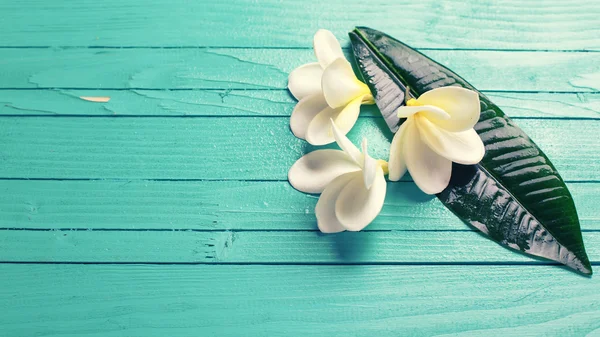 Beyaz tropikal plumeria çiçekler — Stok fotoğraf