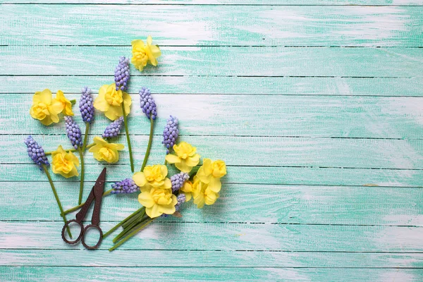 Wiosenne kwiaty i dekoracyjne nożyczki — Zdjęcie stockowe
