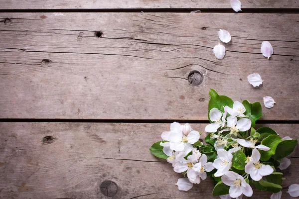 Flores tiernas de manzano — Foto de Stock