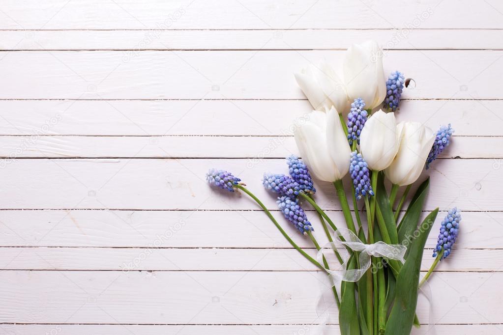 Fresh white tulips and blue muscaries